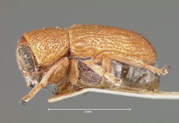 Media type: image; Entomology 8659   Aspect: habitus lateral view